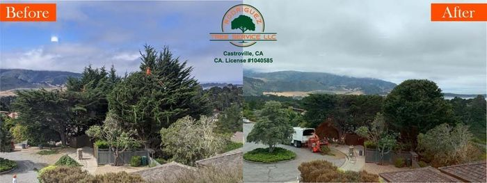 Tree trimming service before after