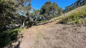 Trimmed trees on grassy hillside