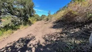 Cleared hillside path with trees