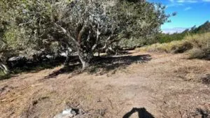 Trees needing trimming for maintenance