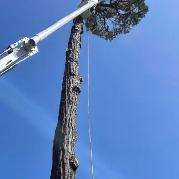Crane trimming tall tree service