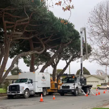 Tree trimming service trucks parked