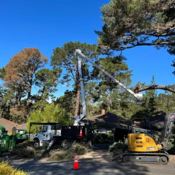 Tree trimming using aerial lift