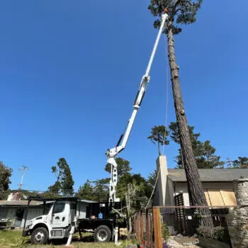 Crane trimming tall tree service