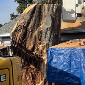 Tree trimming with chainsaw service