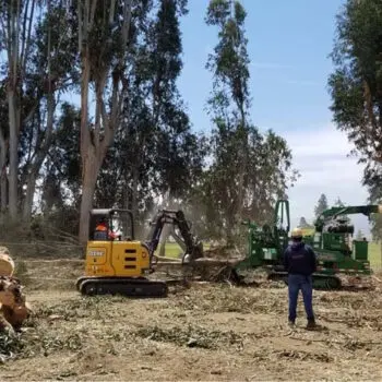 Tree trimming equipment and workers