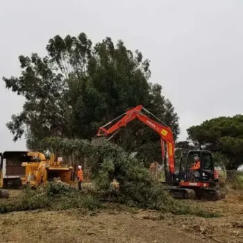 Excavators clearing large tree debris