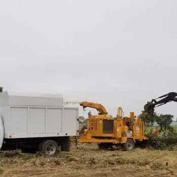 Tree trimming equipment in use