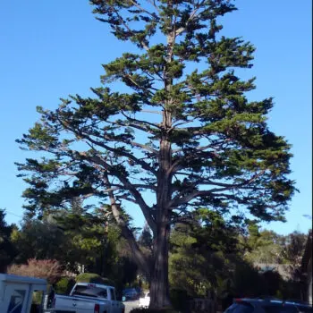 Tall tree needing trimming service