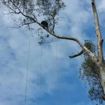 Tree trimming professional climbing tree