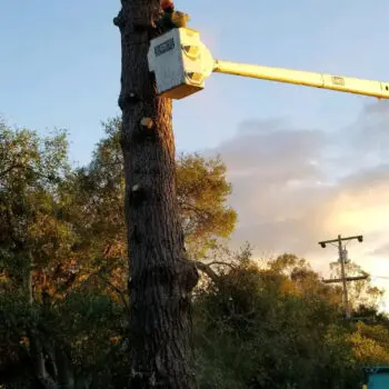 Professional tree trimming service equipment