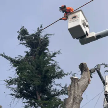 Tree trimming service in action