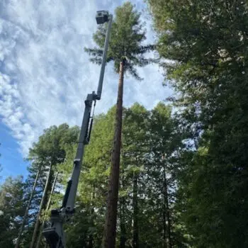 Tree trimming with elevated equipment