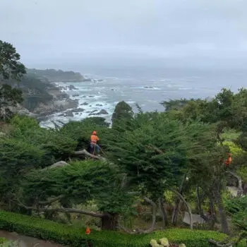 Tree trimming overlooking scenic ocean