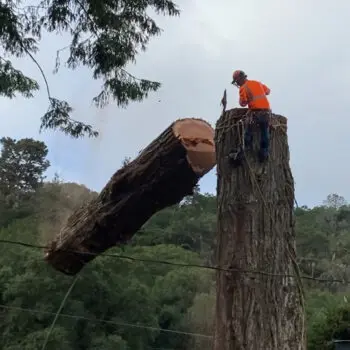 Tree cutting in progress outdoors