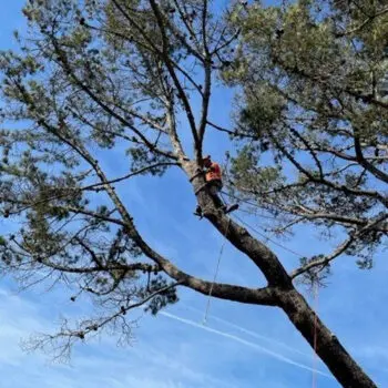 Tree specialist trimming tall branches
