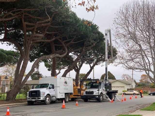 Tree trimming service trucks roadside
